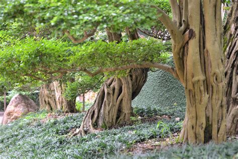 木 代表種|庭木(植木)の代表種まとめ！どんな種類があるの？